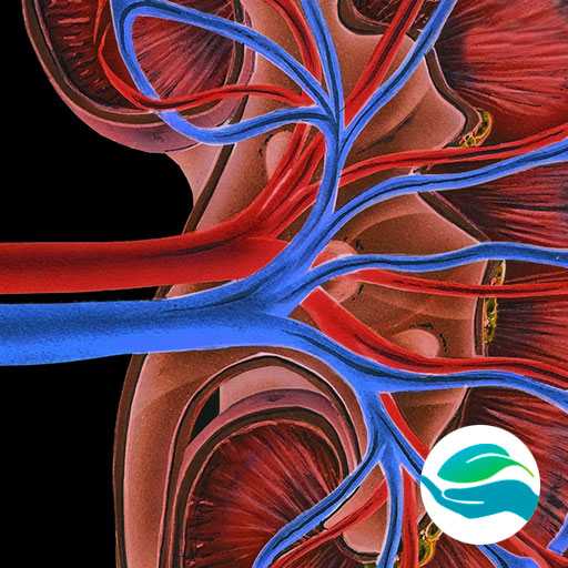 Допплерография почечных артерий
